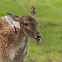 Sika deer in the meadow  screen for extension Chrome web store in OffiDocs Chromium