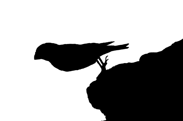 Free download Silhouette Ave Animals -  free illustration to be edited with GIMP free online image editor