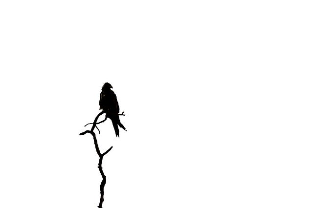 Free download Silhouette Bird Nature -  free photo or picture to be edited with GIMP online image editor