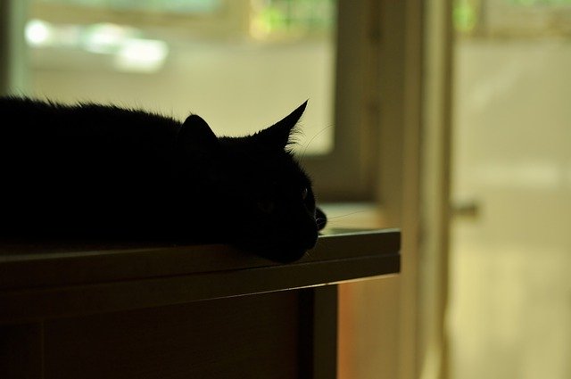 Download gratuito Silhouette Cat Table - foto o immagine gratuita da modificare con l'editor di immagini online di GIMP