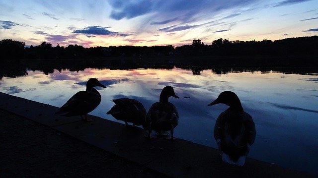 Free picture Silhouette Ducks Evening -  to be edited by GIMP free image editor by OffiDocs