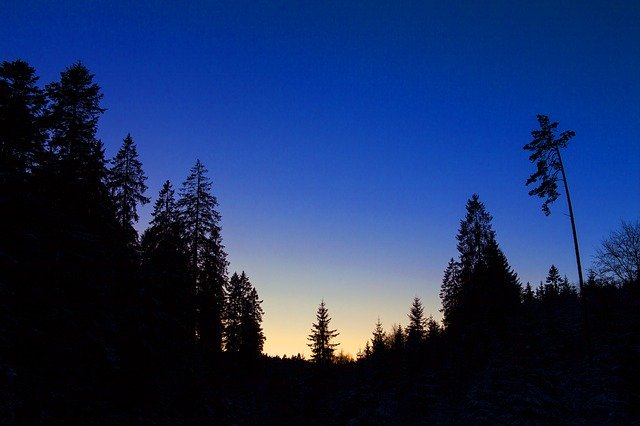 Free download Silhouette Forest Trees -  free photo or picture to be edited with GIMP online image editor