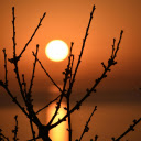 Silhouette of Branches during Sunset  screen for extension Chrome web store in OffiDocs Chromium