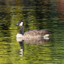 Silhouette of geese under the lake  screen for extension Chrome web store in OffiDocs Chromium
