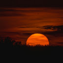 Silhouette of Trees during Sunset  screen for extension Chrome web store in OffiDocs Chromium