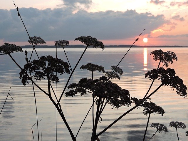 Descărcare gratuită Silhouette Plants Black - fotografie sau imagine gratuită pentru a fi editată cu editorul de imagini online GIMP