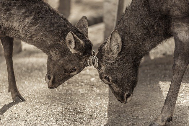 Bezpłatne pobieranie Silka Deers Deer - darmowe zdjęcie lub obraz do edycji za pomocą internetowego edytora obrazów GIMP