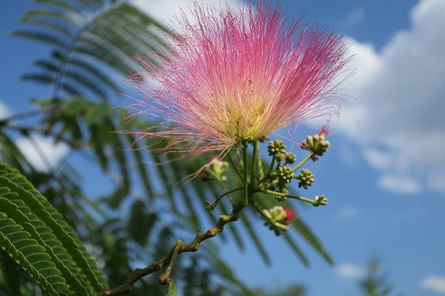 Free download Silk Tree Sleeping -  free photo or picture to be edited with GIMP online image editor