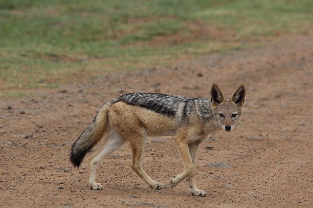 Безкоштовно завантажте Silver Backed Jackal - безкоштовне фото або зображення для редагування за допомогою онлайн-редактора зображень GIMP