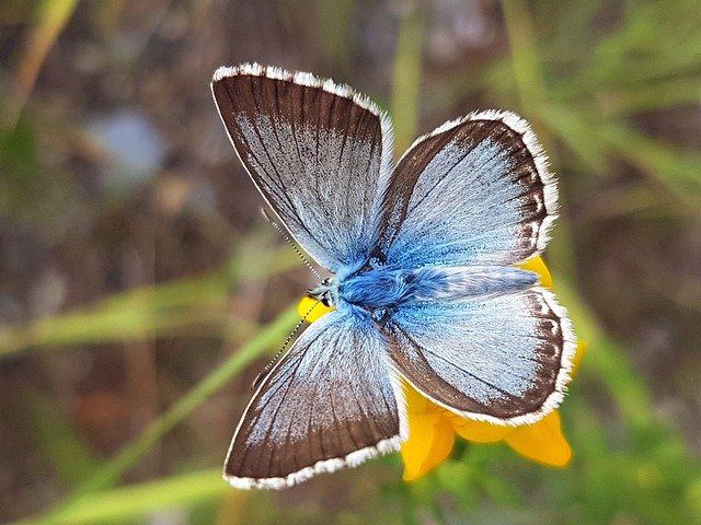 Muat turun percuma Silver Blue Butterfly Nature - foto atau gambar percuma untuk diedit dengan editor imej dalam talian GIMP