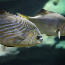 Silver fish  screen for extension Chrome web store in OffiDocs Chromium