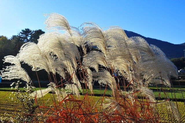 Free download Silver Grass Autumn Nature -  free photo or picture to be edited with GIMP online image editor