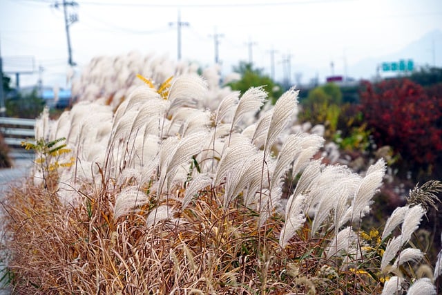 Free download silver grass riverside reed autumn free picture to be edited with GIMP free online image editor