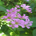Silver Purple Butterfly Flower Wallpaper  screen for extension Chrome web store in OffiDocs Chromium
