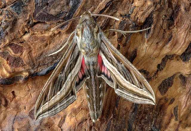 Free download Silver Striped Hawkmoth Moth free photo template to be edited with GIMP online image editor