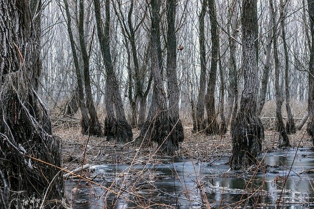 Bezpłatne pobieranie Silviucinema Lamultianifoto - bezpłatne zdjęcie lub obraz do edycji za pomocą internetowego edytora obrazów GIMP