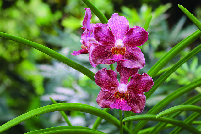 Free download Singapore Botanical Gardens -  free photo or picture to be edited with GIMP online image editor