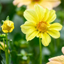 Single petaled yellow dahlia  screen for extension Chrome web store in OffiDocs Chromium