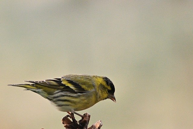 Free download siskin bird animal finch wildlife free picture to be edited with GIMP free online image editor