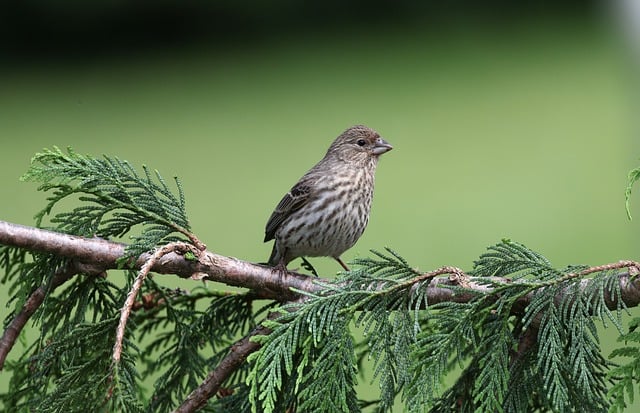 Free download siskin bird animals wildlife free picture to be edited with GIMP free online image editor