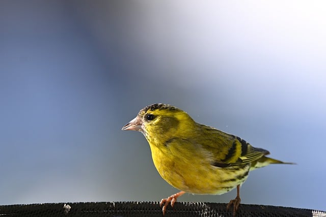 Free download siskin eurasian siskin bird free picture to be edited with GIMP free online image editor
