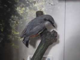 Sitta europaea - Ark Project GIMP online editor free Free download Sitta europaea - Ark Project free photo or picture to be edited with GIMP online image editor