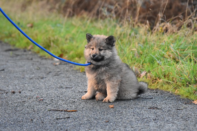 Gratis download zittend eurasier puppy hondenspeelgoed gratis foto om te bewerken met GIMP gratis online afbeeldingseditor