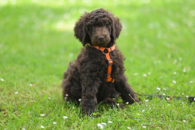 Free download sitting puppy royal poodle puppy free picture to be edited with GIMP free online image editor