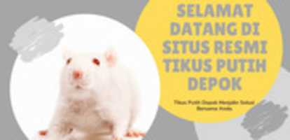 Free download Situs Resmi Tikus Putih Depok free photo or picture to be edited with GIMP online image editor