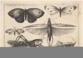 Free download Six Insects, Butterflies and Insects, Muscarum scarabeorum free photo or picture to be edited with GIMP online image editor