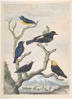 Free download Six South American Birds free photo or picture to be edited with GIMP online image editor