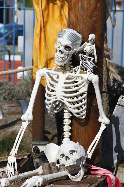 Free download Skeleton Bones Skull -  free photo or picture to be edited with GIMP online image editor