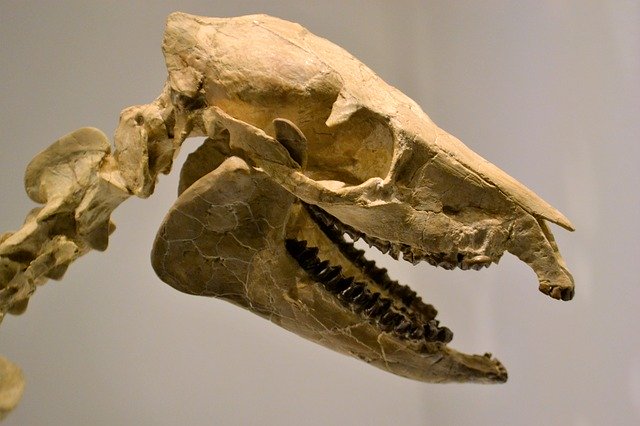 Free download Skeleton Dinosaur Museum -  free photo or picture to be edited with GIMP online image editor