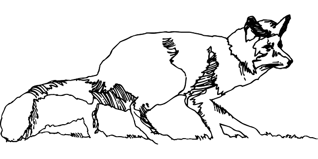 Free download Sketch Grass Fox - Free vector graphic on Pixabay free illustration to be edited with GIMP free online image editor