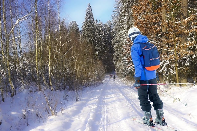 Free download skiing winter forest snow trees free picture to be edited with GIMP free online image editor