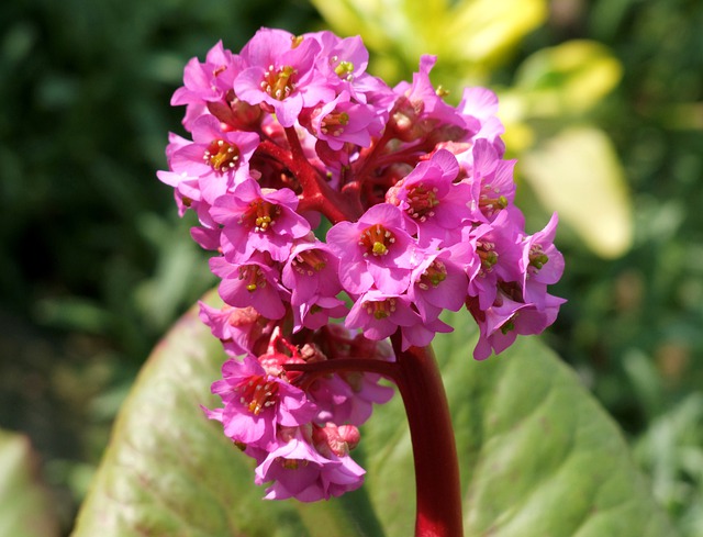 Free download skin bergenia flowers plant free picture to be edited with GIMP free online image editor