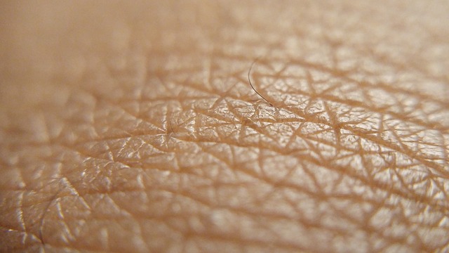 Free download skin brown skin skin up close free picture to be edited with GIMP free online image editor