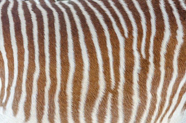 Free picture Skin Zebra Striped -  to be edited by GIMP free image editor by OffiDocs