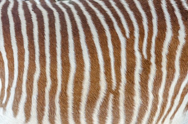 Muat turun percuma Skin Zebra Striped - foto atau gambar percuma untuk diedit dengan editor imej dalam talian GIMP