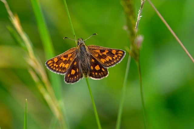 Free download skipper butterfly entomology animal free picture to be edited with GIMP free online image editor