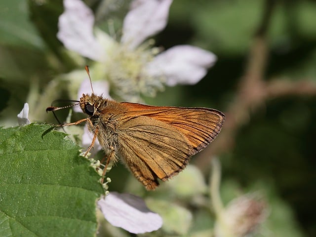 دانلود رایگان تصویر حشرات گل پروانه کاپیتان برای ویرایش با ویرایشگر تصویر آنلاین رایگان GIMP