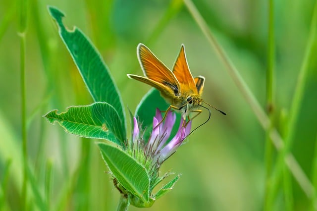 Free download skipper butterfly insect nature free picture to be edited with GIMP free online image editor