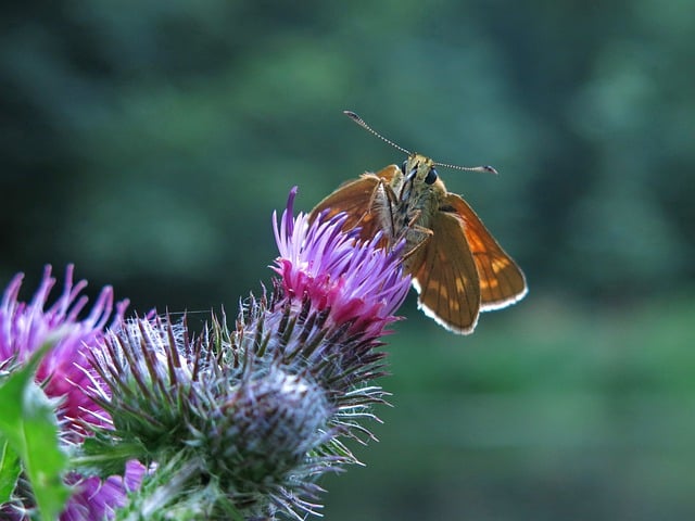 Free download skipper butterfly insect thistle free picture to be edited with GIMP free online image editor