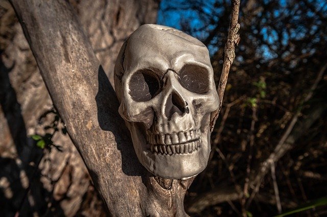 Descarga gratuita Skull And Crossbones Tree: foto o imagen gratuita para editar con el editor de imágenes en línea GIMP