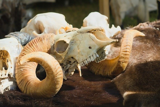 Téléchargement gratuit de Skull Animal Death - photo ou image gratuite à modifier avec l'éditeur d'images en ligne GIMP