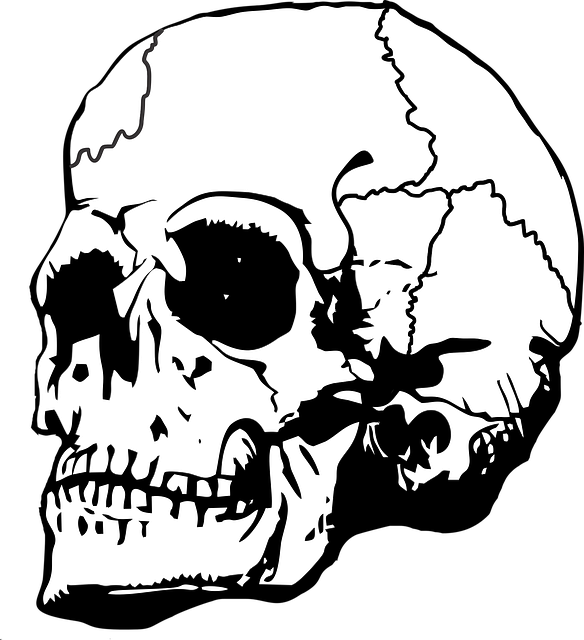 Free download Skull Bone Bones - Free vector graphic on Pixabay free illustration to be edited with GIMP free online image editor