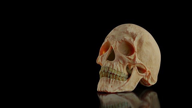Free download skull head skeleton death dead free picture to be edited with GIMP free online image editor