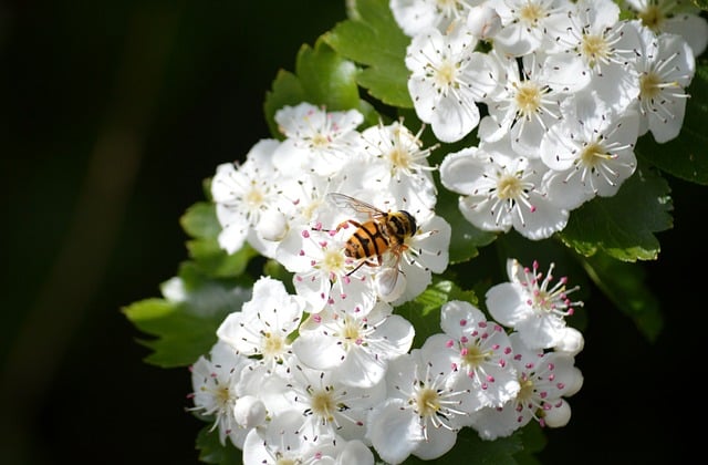 Free download skull hoverfly common umbel hoverfly free picture to be edited with GIMP free online image editor