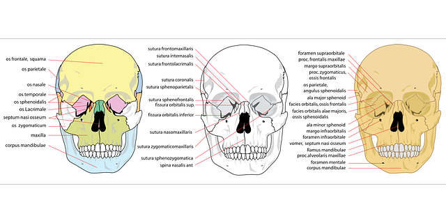 Gratis download Schedel Menselijk Front - Gratis vectorafbeelding op Pixabay gratis illustratie om te bewerken met GIMP gratis online afbeeldingseditor