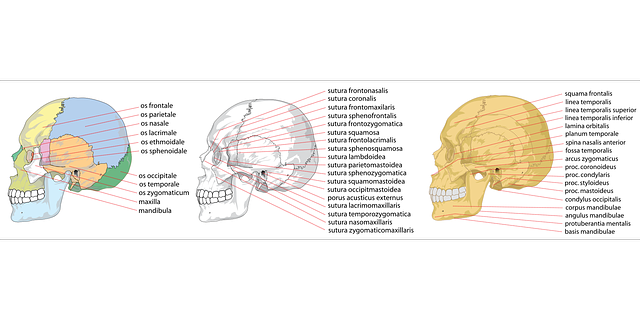 Gratis downloaden Schedel Menselijke Kant - Gratis vectorafbeelding op Pixabay, gratis illustratie om te bewerken met GIMP, de gratis online afbeeldingseditor